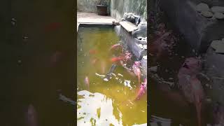 Beri makan buat ikan piaraan pagi ini- kolam baru #shorts