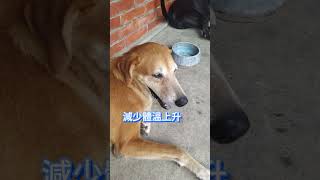 [台灣米克斯]198 避免體感溫度上升的因應之道... #台灣犬 #台灣米克斯