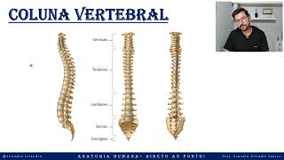 Coluna vertebral - Esqueleto axial - Sistema esquelético - Anatomia direto ao ponto!