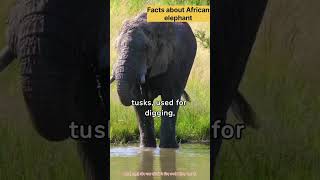 #didyouknow facts about African elephant|#trending | #viral |#youtubeshorts | #shorts