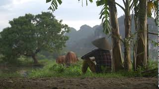 Vietnamese Woman Watching Cattle Graze | Copyright Free Footage