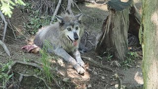 Relaxing Timber Wolf, Parc Omega