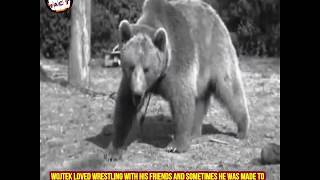 Real Story of Soldier Bear Wojtek- Heart Touching Story