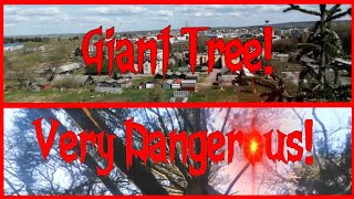 Very Dangerous! | 110 FT TREE CLIMB | Giant Spruce 🌲⛅ | One Of The Best Views You Will Ever See |