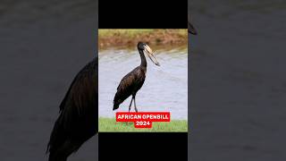 African Openbill VS 5000 BCE OLD African Openbill. #shorts