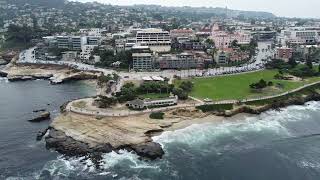 Sea Lions and Surfers at La Jolla