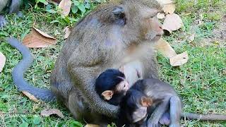 Very Healthy Baby Monkey, But Mom Seem Doesn't Loves Much, Daily Monkeys Man#1266