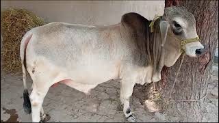 Beautiful Bull | Unleashing Wacha's Power @moazzamiftikhar  @livestockfarming-786