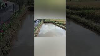 Minapadi Terluas, Budidaya Ikan Nila Di Hamparan Sawah #shorts