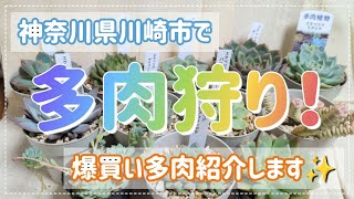 【多肉植物】神奈川県川崎市で多肉爆買い！