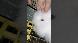 blue eyed angura bunny got fearful #pet #petbunny #rabbitrabbit #bunny