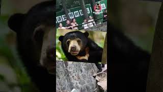 ¿ES UN OSO REAL O UNA PERSONA DISFRAZADA? #shorts #viral