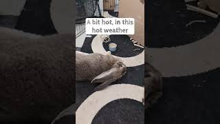 Flemish Giant Rabbit Cooling Down In Hot Summers Day #rabbit #shorts