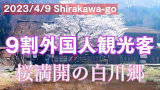 【外国人観光客で賑わう】桜満開の白川郷を歩く｜Shirakawa-go Trip