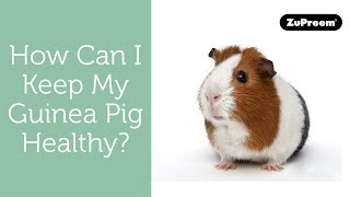 How Can I Keep My Guinea Pig Healthy | Guinea Pig Owner Tips