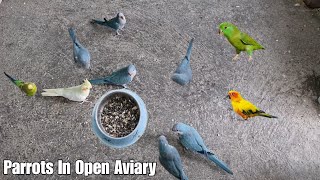 Keeping All My Tamed Birds Open in My Aviary - Will they Fight? || All About Pets (Hindi)