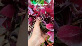 Hanging wandering Jew plant in basket#hanging plant#purple#basket#grow#shorts