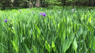 Blue Flag Iris