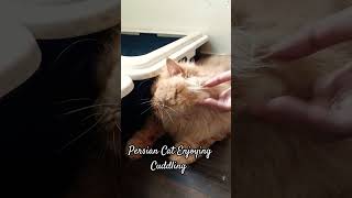 Persian Cat Enjoys Cuddling |#Shorts