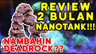 Review Aquarium Laut Nano Tank 2 Bulan dan Penambahan Dead Rock ke Dalam Main Tank!