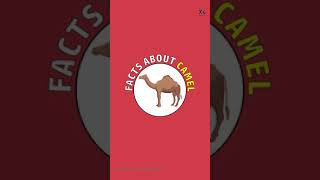 Interesting Facts About Camel - What The Facts - #Shorts