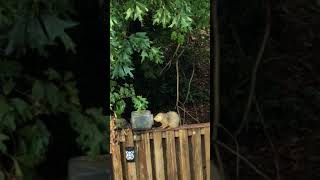 A big groundhog on a 8’ fence