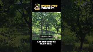 대목화중인 나무농장, 전체 3만평 규모 | 나무대장🌳 나무농사의 모든것