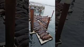 Newport, OR | Newport's Bay | Sea Lion