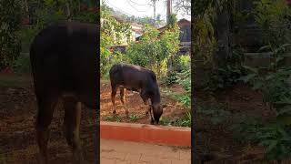 Goa dairies 🌸❤️ #shorts #ytshorts #yt #viral #trending #youtubeshorts #goa #northgoa #krishna #cow