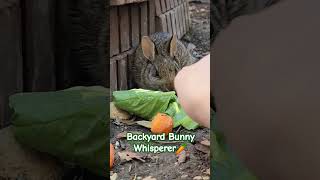 Wild Baby Cottontail Rabbit Lets Me Pet Him