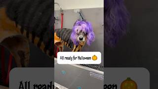 Ella is all ready for Halloween 🎃 #poodle #sheepadoodle #oldenglishsheepdog #dogbath #tutorial