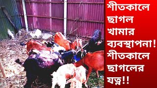 শীতকালে ছাগল খামার ব্যবস্থাপনা। শীতে ছাগলের যত্ন। Digital Bangladesh