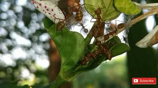 Red Ant | Most Common Ants In India