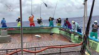 Destroyed‼️ Skipjack tuna scatters.. Japanese pole and line, skipjack tuna 🇯🇵