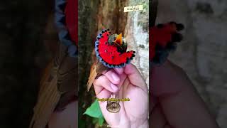 Northern Royal Flycatcher Burung Berjambul Yang Indah #shorts #burungberjambul #faktahewan