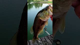 After work Bass Fishing #video #reels #bassfishing #fun #fishing #viral #bass #fyp #shorts #short