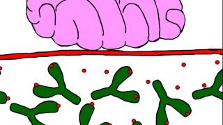 methamphetmaine brain entry with anti-methamphetamine monoclonal antibody