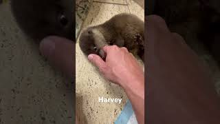 Harvey being very cute #otter #cutebaby #cuteanimals