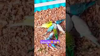 Love bird's🥵😍👆🏻😱 having snacks 🥨 subscribe please ❤️ #love #song #birds #lovebird #budgies #shorts