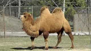 Camels at Brookfield Zoo