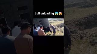 bull unloading| qurbani ke janwar/ Bakra Eid #shorts @JawanVibes