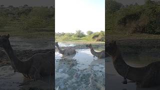 🐪🐫Beautiful camel drinking water in river in Thar 🐪🐫🐪