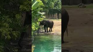 Safari, Animal Kingdom #shorts #shortsvideo #animalkingdom #disney