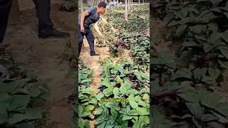 Semangat Petani Tua Dalam Panen Dengan Alat Unik #shorts