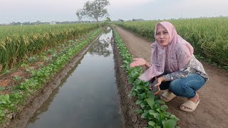 Jalan Jalan Sore Di Sawah Desa Kalensari Indramayu