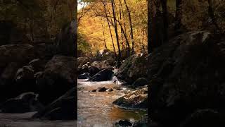 Beautiful stream #waterfall #nature #relaxingmusic #meditation #meditationmusic #relax