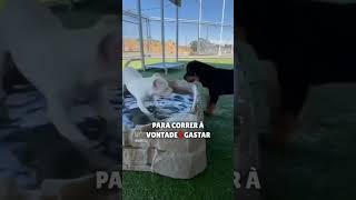 3 Curiosidades do dogo argentino