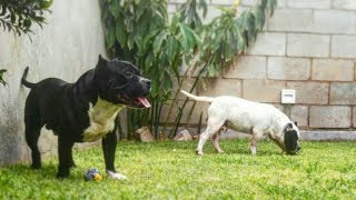 EJERCICIO PARA AMERICAN BULLY?