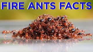 Fun Facts About Fire Ants: How To Catch A Queen Ant 2021 | Tiggio's Animal Facts