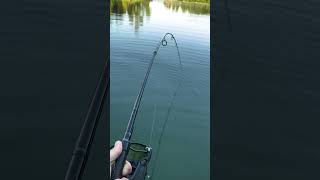 Amazing Sound #carp #carpfishing #fish #hobby #boilies #cpk #fishing